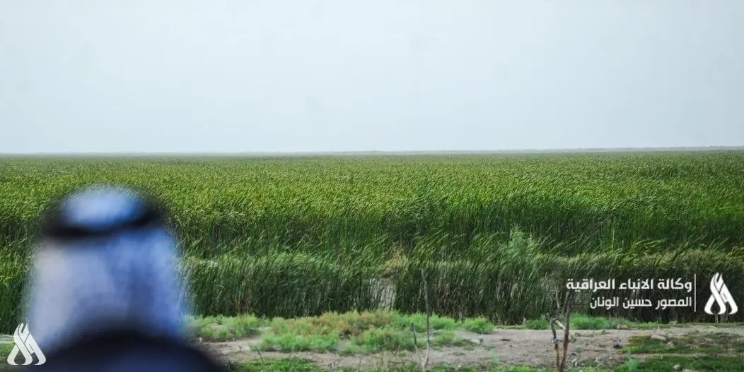 الزراعة في العراق: أصناف مقاومة للجفاف والملوحة لتعزيز الإنتاجية