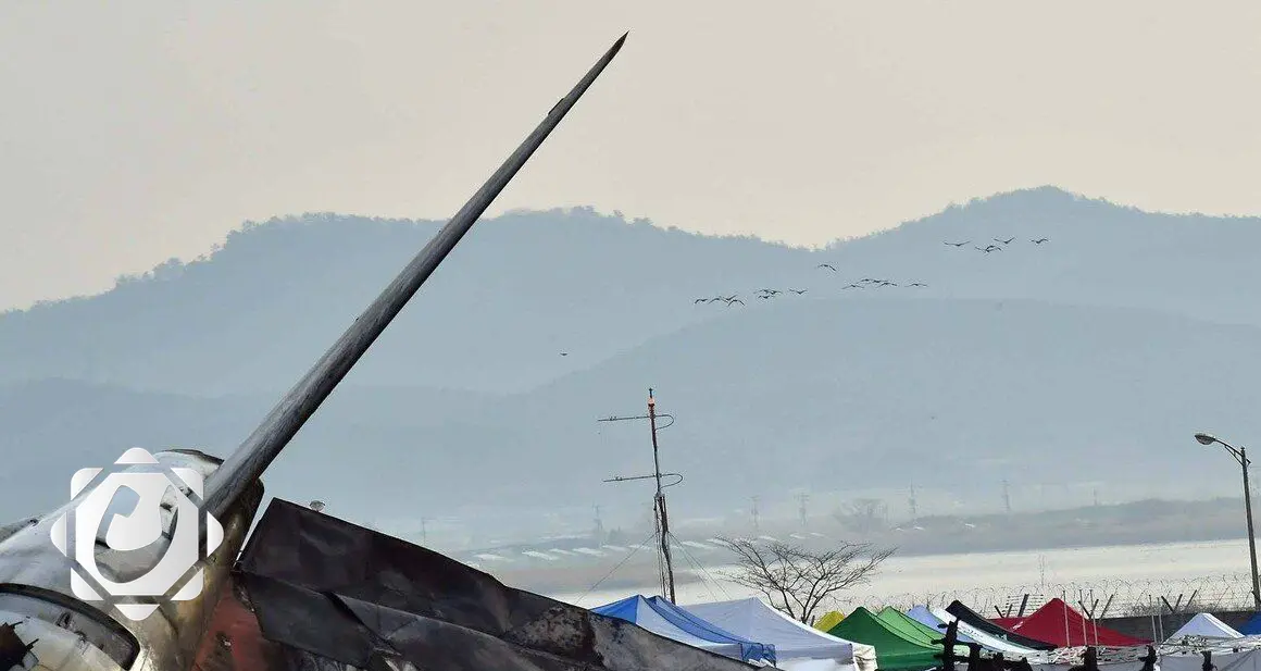 تحليل ريش الطيور يكشف أسباب تحطم طائرة الركاب الكورية الجنوبية