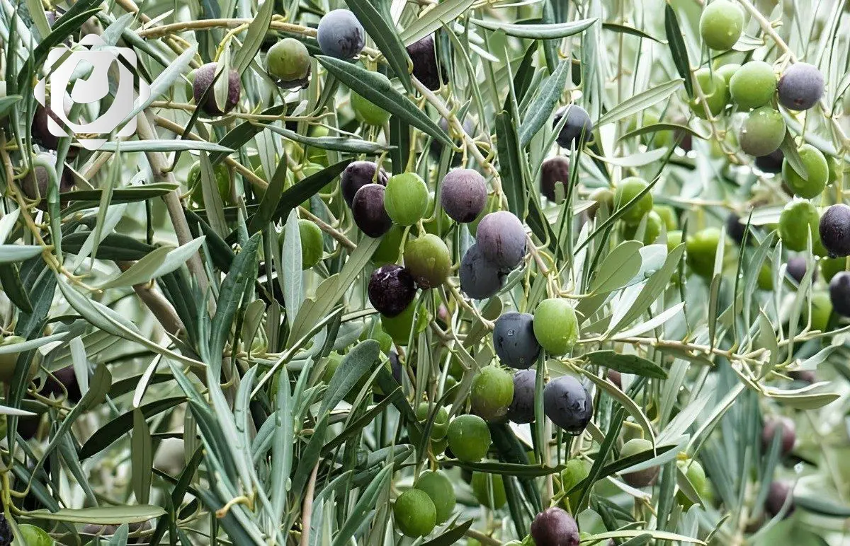 العراق يتألق في زراعة الزيتون ويستعد لتوزيع الشتلات مجاناً