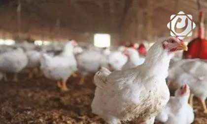 زيادة إنتاج الدجاج في البصرة: أرقام تبشر بمستقبل زراعي واعد