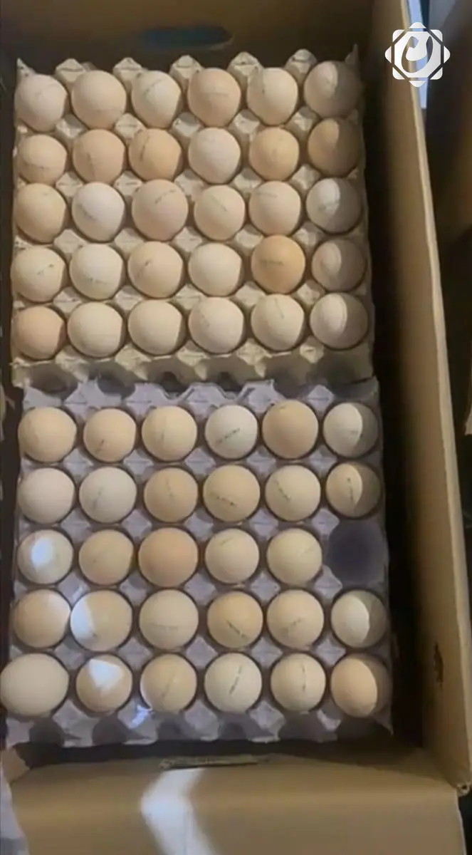 ضبط شاحنة براد تحمل بيضاً غير موسوم في منفذ عرعر