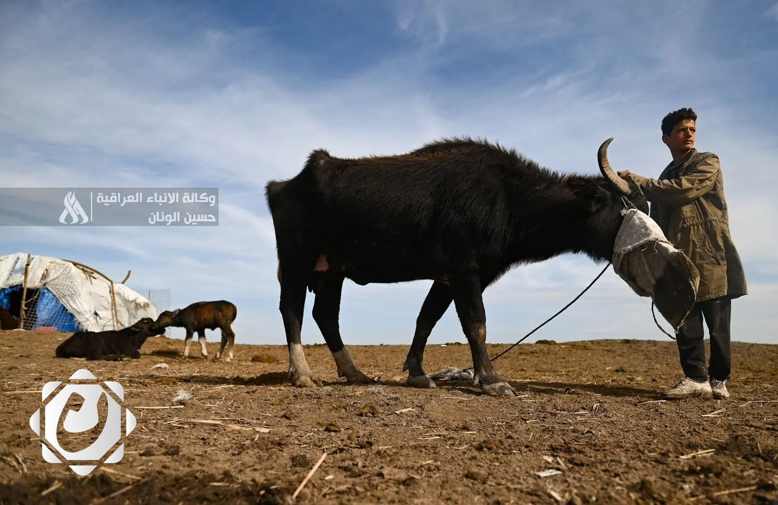نفوق 654 رأسًا من الماشية في العراق بسبب الحمى القلاعية