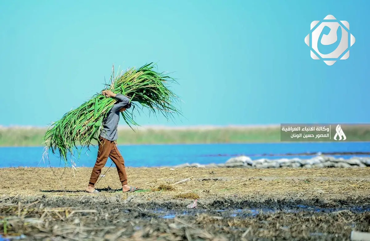 زيادة إنتاج الشلب في البصرة: 138 ألف طن خلال الموسم الحالي