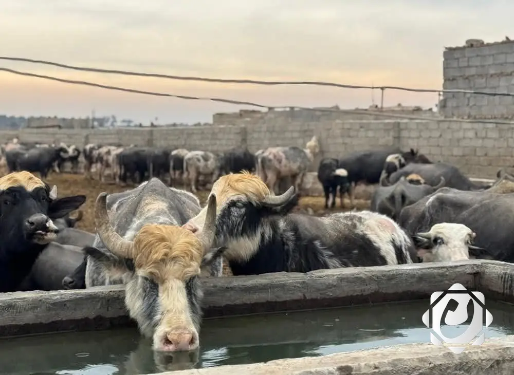 محافظة بغداد تطالب بفرض قيود على حركة الحيوانات لحماية العاصمة