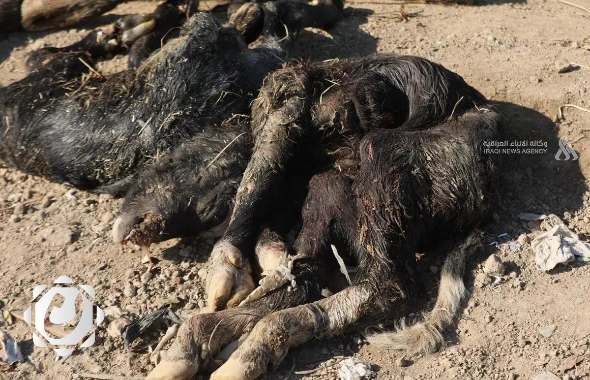 زيادة إصابات الحمى القلاعية في العراق: 3 آلاف رأس من الماشية تحت التهديد