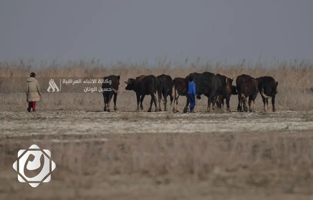وزارة الصحة تطمئن بشأن الحمى القلاعية وتوجه توصيات لمربي المواشي