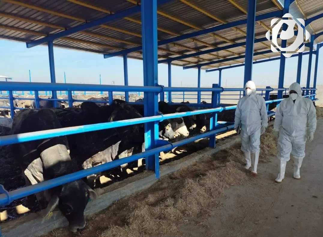 صحة ذي قار: الحمى القلاعية تحت السيطرة ونسبة الهلاكات أقل من 1%