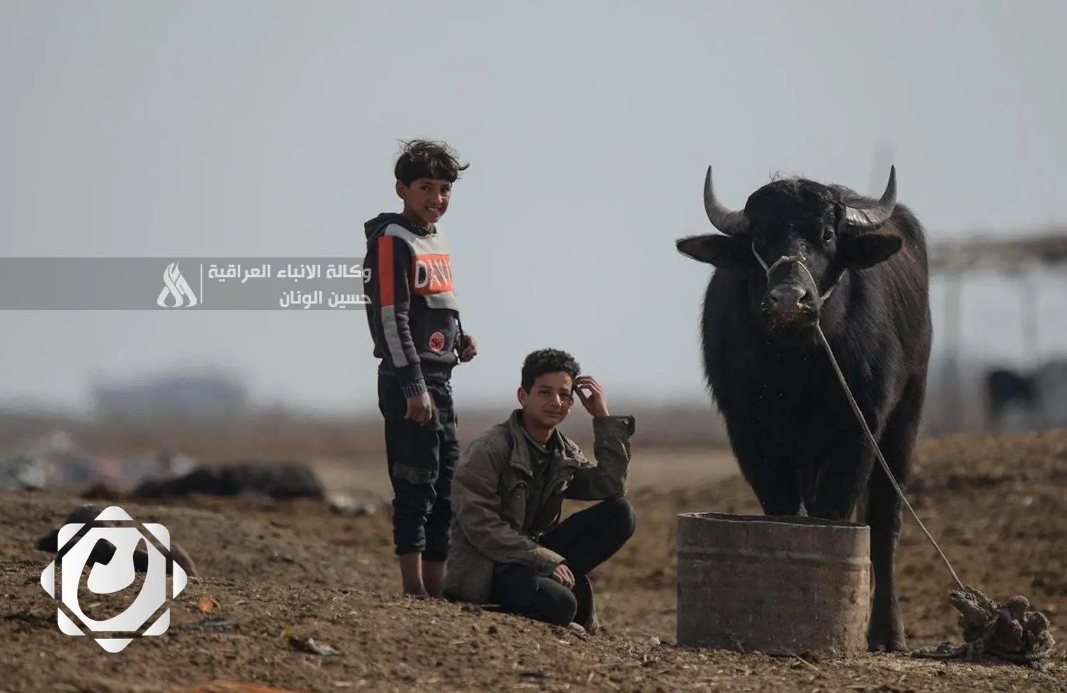 انحسار مرض الحمى القلاعية بين الجاموس في البصرة: جهود الحكومة مستمرة