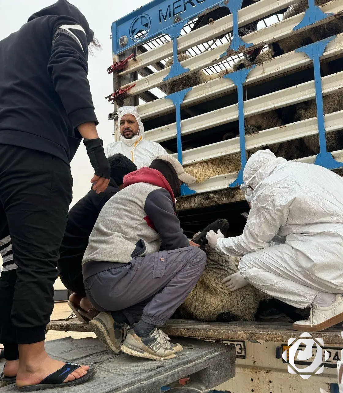 تشديد الفحوصات البيطرية في المنافذ لحماية الثروة الحيوانية