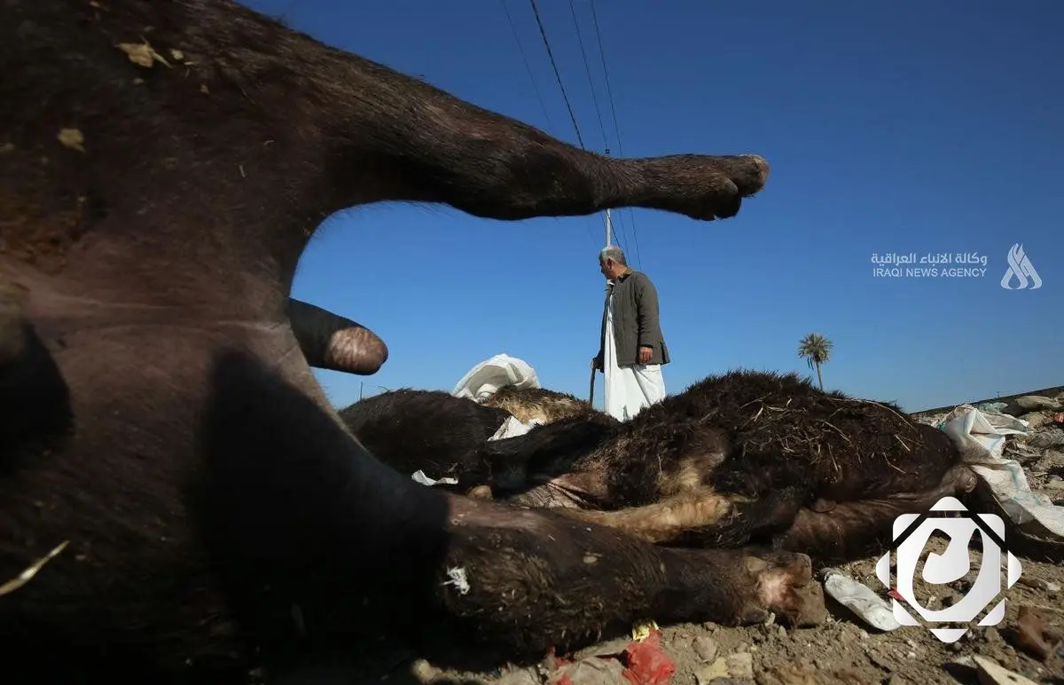 تشكيل لجان لتقييم أضرار الحمى القلاعية وتعويض المربين في العراق