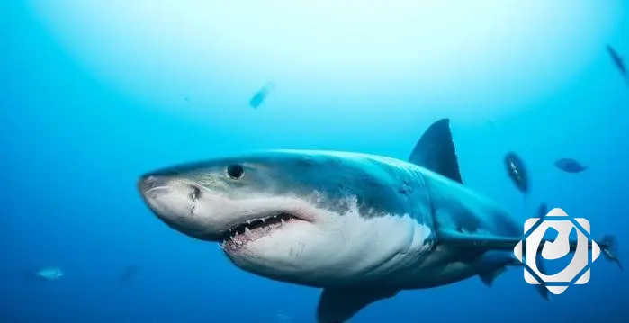 ظهور قرش أبيض بطول 4 أمتار على سواحل تونس يثير اهتمام المتابعين