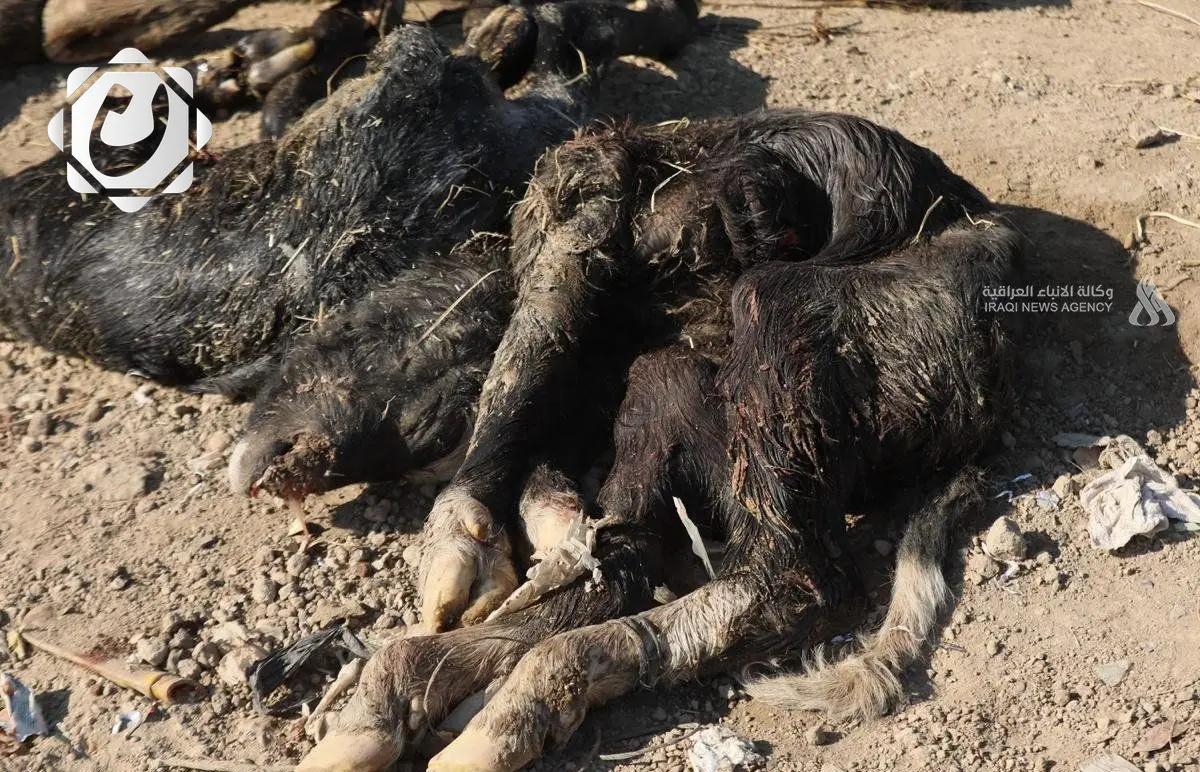 نجاح وزارة الزراعة في القضاء على مرض الحمى القلاعية في العراق