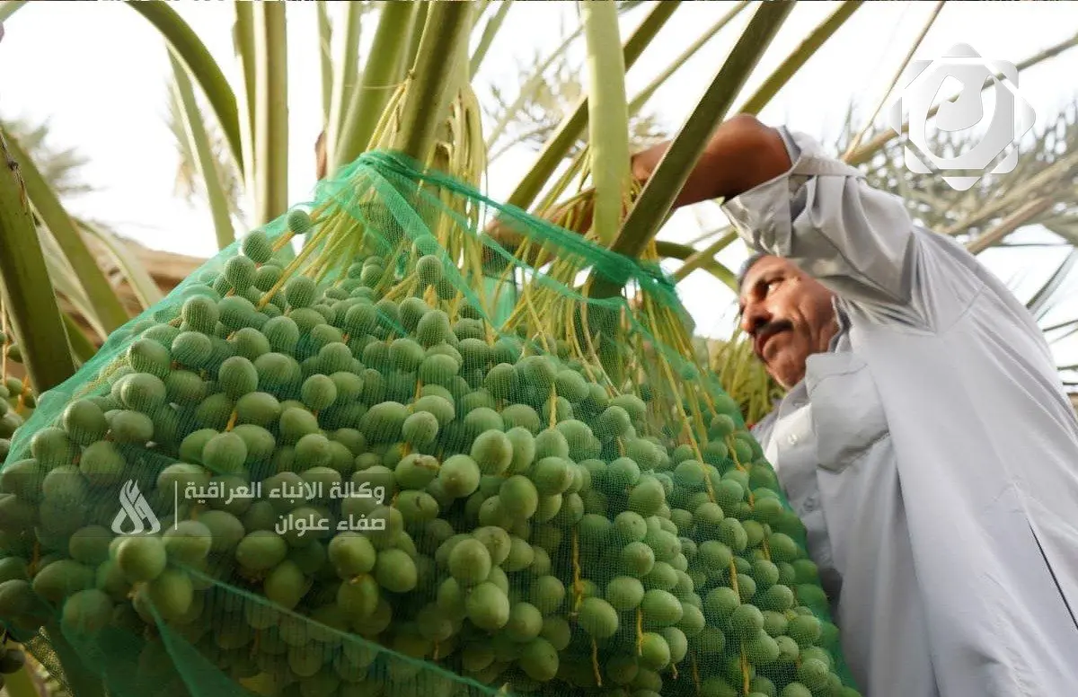 البصرة تحقق الاكتفاء الذاتي في الزراعة وتصدر 13 محصولًا إلى الخارج