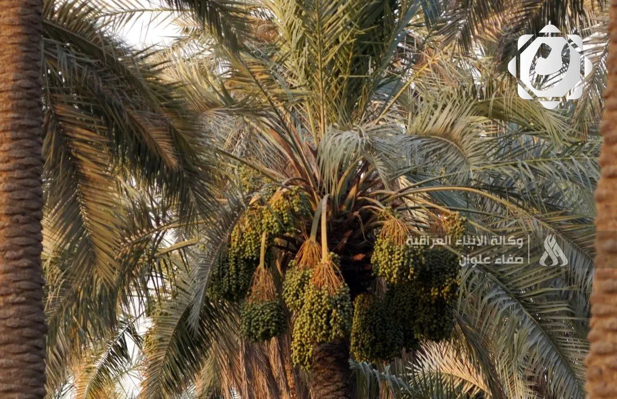 العراق يتصدر العالم في زراعة النخيل ويحقق قفزات في إنتاج التمور