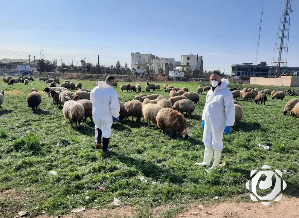 نينوى تتخذ إجراءات عاجلة لمواجهة الحمى القلاعية في كوكجلي