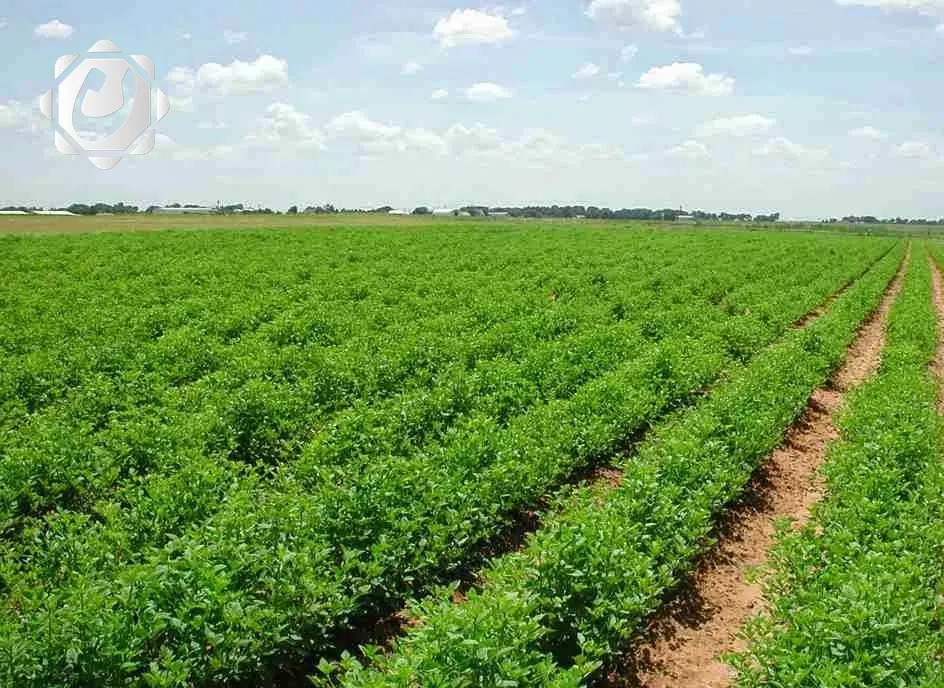 الإيجار الزراعي: 25 سنة قابلة للتجديد لتعزيز الإنتاجية الزراعية في العراق