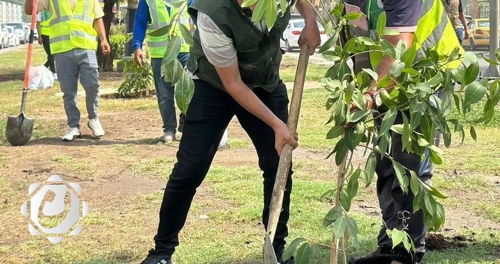 حملة زراعة مليون شجرة في بغداد: تفاصيل الانطلاق وتأجيل مهرجان الزهور