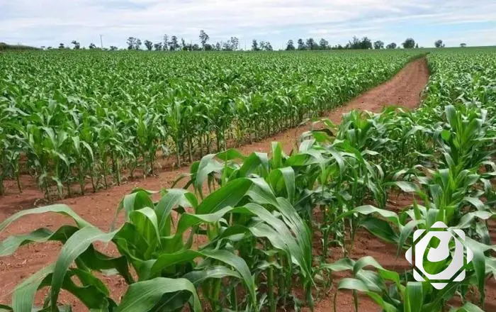 تحديد مساحات الخطة الزراعية الصيفية في نيسان: خطوات جديدة لدعم القطاع الزراعي