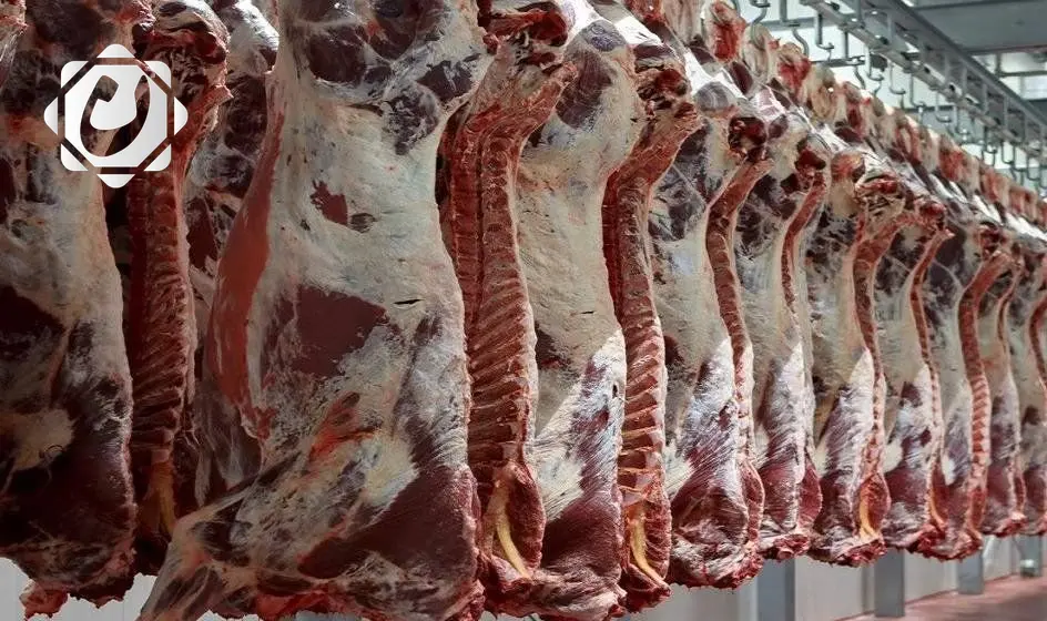 وزارة الزراعة: نجاح في خفض أسعار اللحوم الحمراء رغم التحديات العالمية