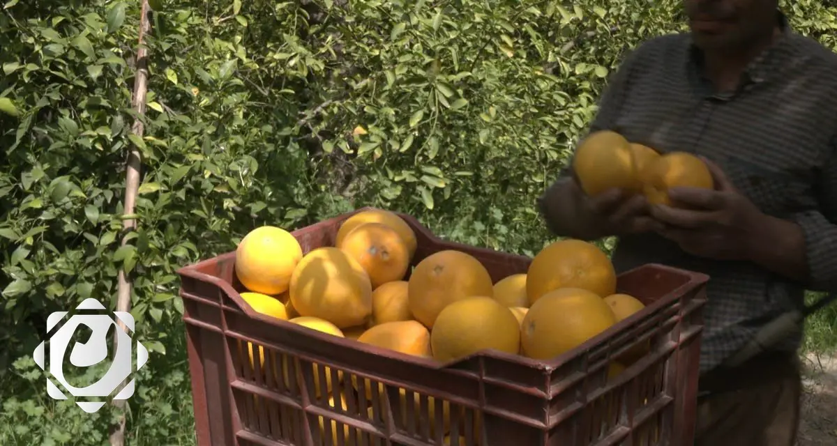 ديالى تحقق إنتاجاً قياسياً من الحمضيات في موسم الشتاء