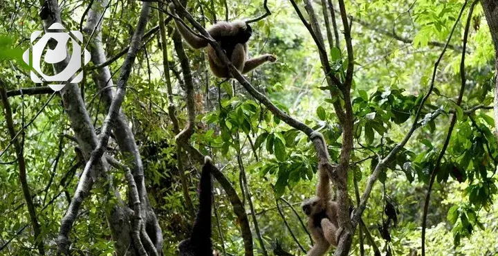 سريلانكا تُطلق تعداداً للحياة البرية لحماية الزراعة من الأضرار المتزايدة