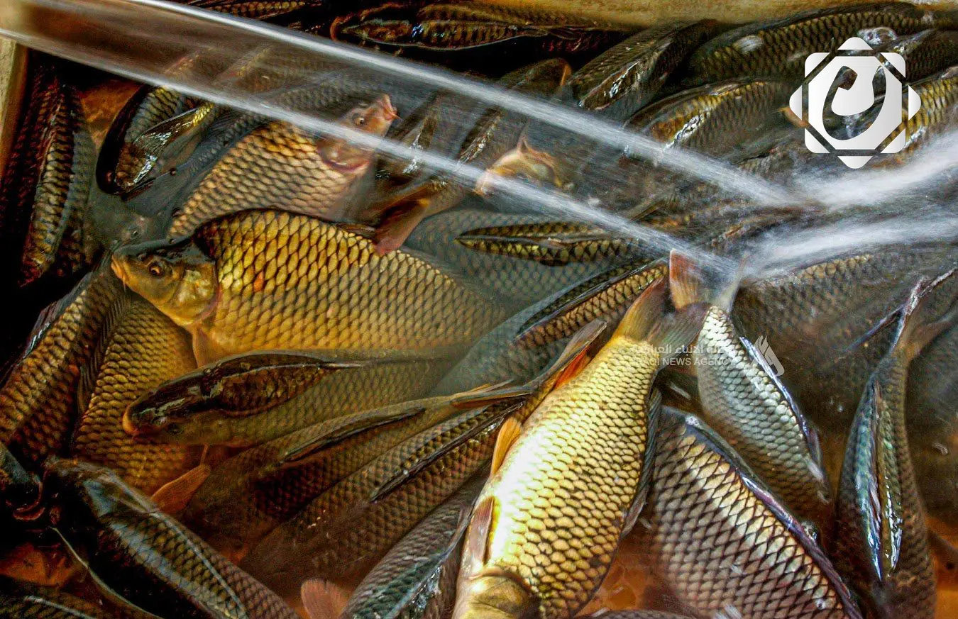 وزارة الزراعة تحدد موعد منع صيد الأسماك وتعلن عن عقوبات للمخالفين