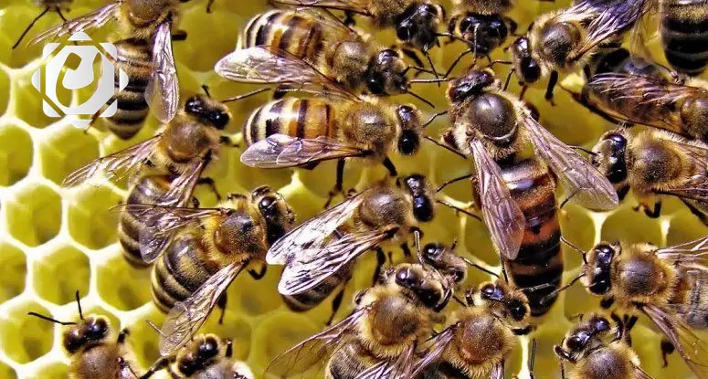 اكتشافات علمية جديدة تكشف أسرار ملكات النحل وتأثيرها على صحة الإنسان