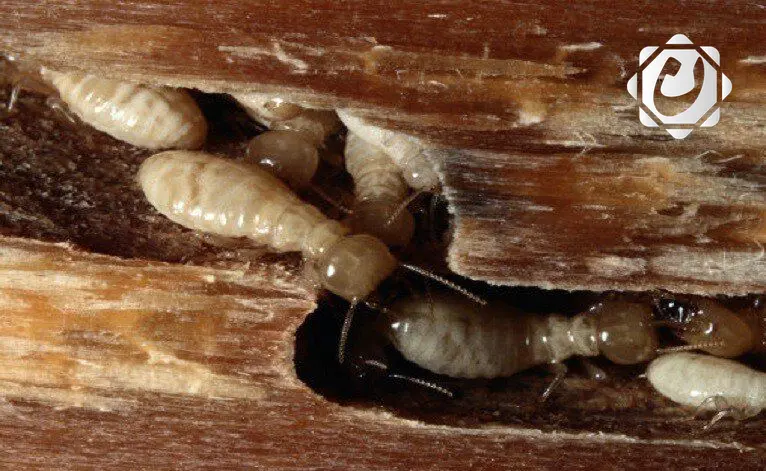 دراسة حديثة: النمل الأبيض يستغل النقل البحري في غزو الأراضي