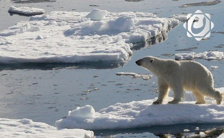 القطب الشمالي يشهد تراجعاً ملحوظاً في طول فصل الشتاء