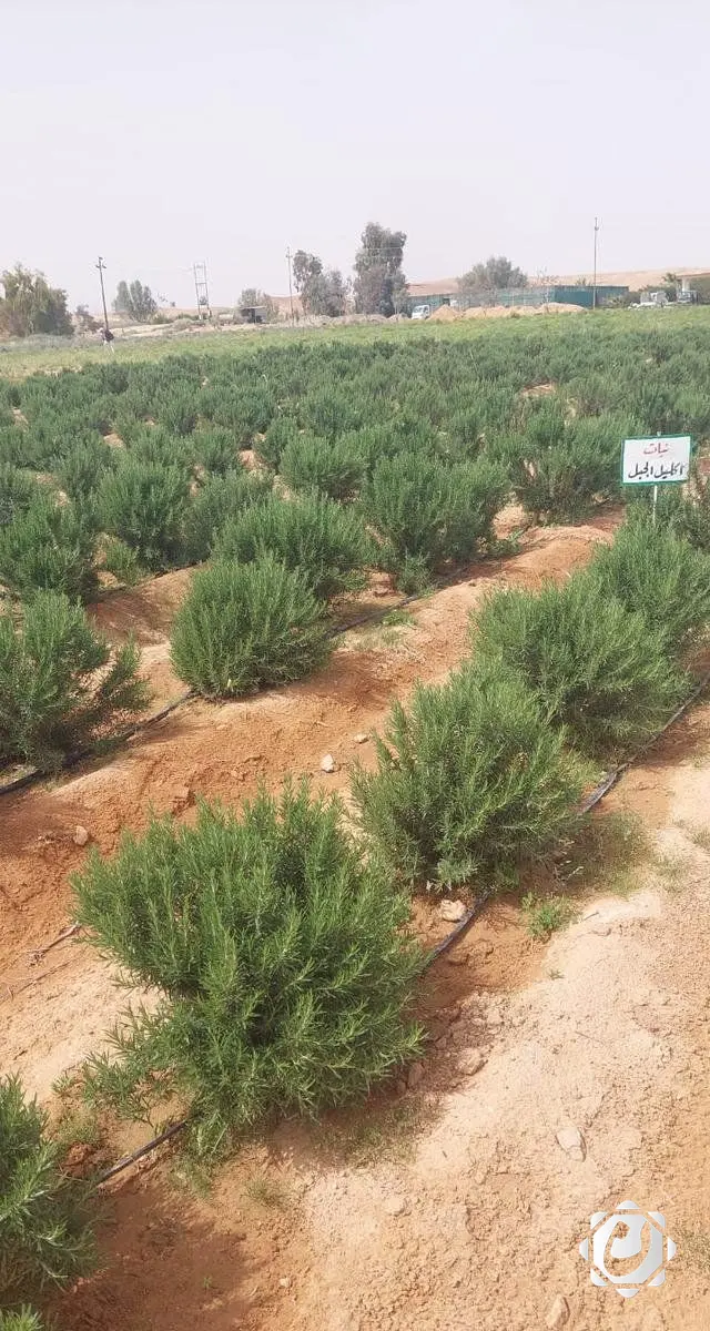مشروع حوض الحماد: زراعة النباتات الطبية والعطرية لمكافحة التصحر في الأنبار