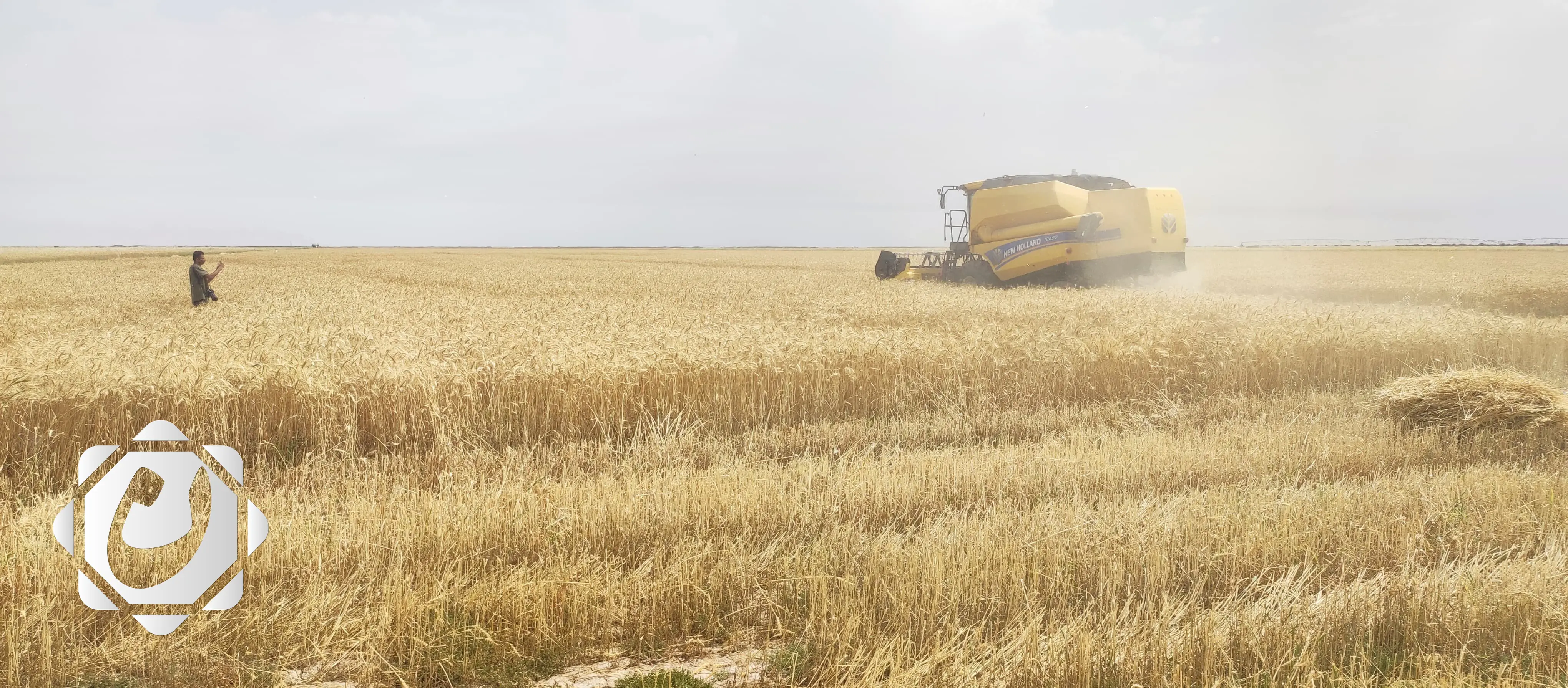 تقنيات حديثة ترفع غلة محصول الحنطة في البصرة