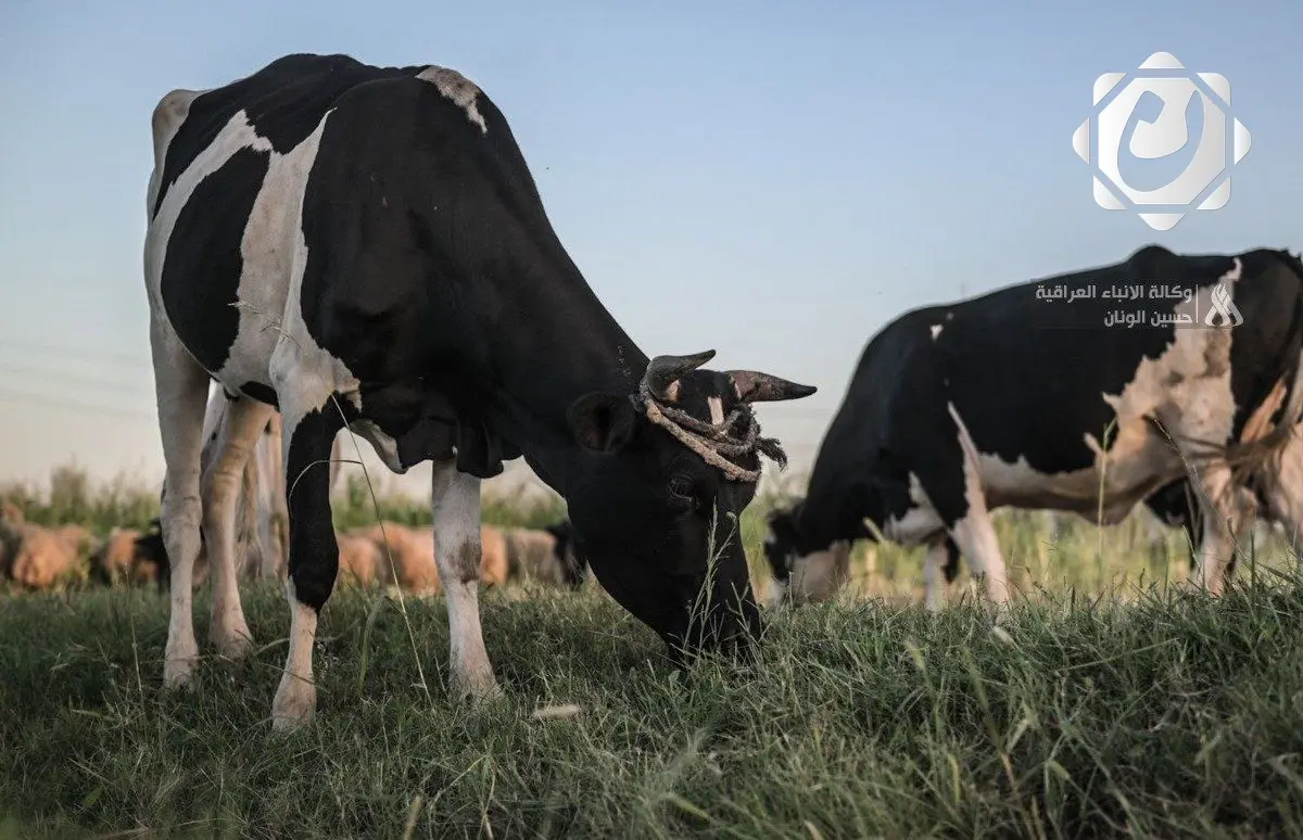 البصرة: دائرة البيطرة تؤكد السيطرة على الحمى القلاعية وضوابط صارمة للاستيراد الحيواني