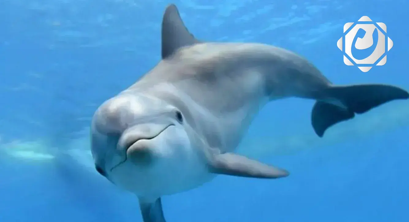 غوغل تكشف النقاب عن نموذج ذكاء اصطناعي لفهم لغة الدلافين