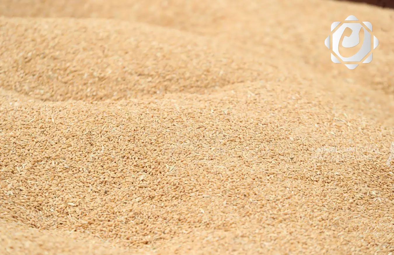 وزارة التجارة تؤكد التزامها بشراء محصول الحنطة وفق الأسعار الرسمية