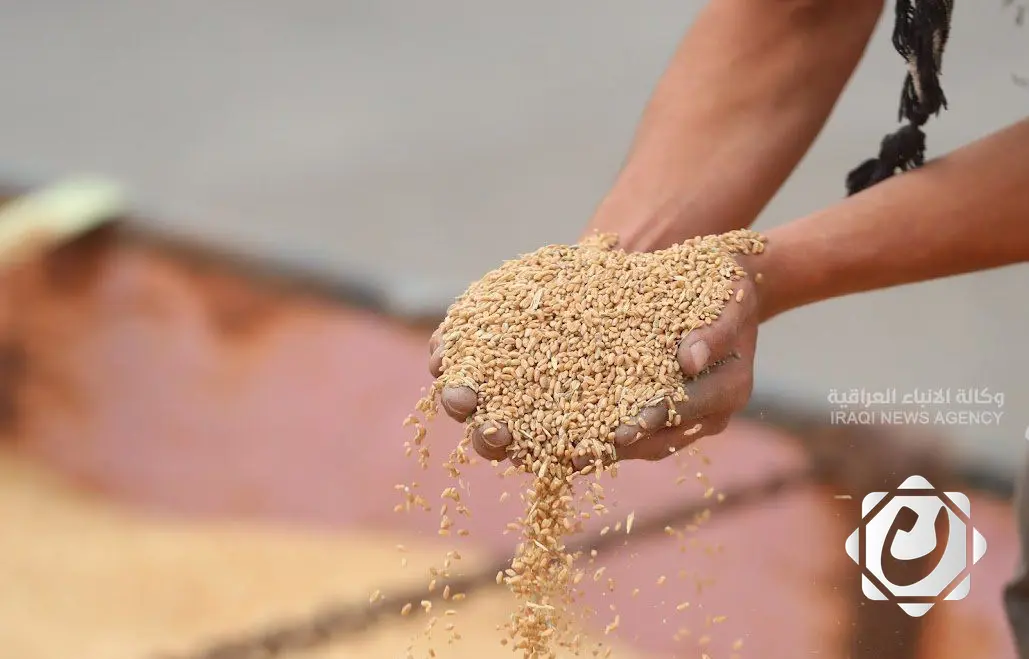 بدء موسم تسويق الحنطة المحلية في ذي قار