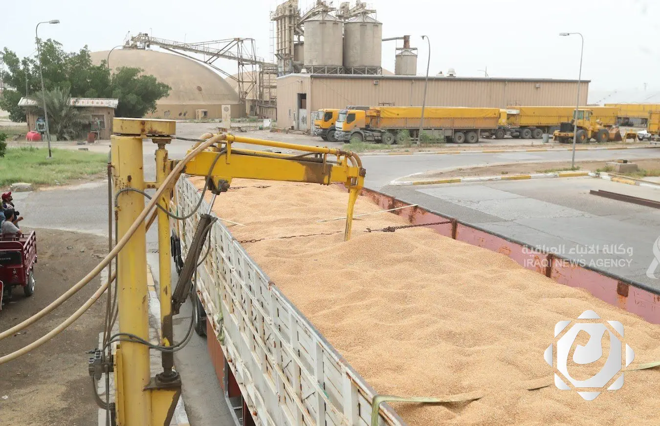 دعوة نيابية لتسويق الحنطة لدعم الفلاحين وتحقيق الأمن الغذائي