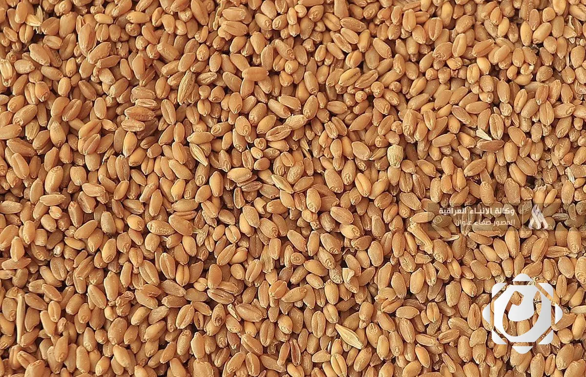 وزارة الزراعة تكشف آلية استلام محصول الحنطة وتؤكد دعمها المستمر للقطاع الزراعي