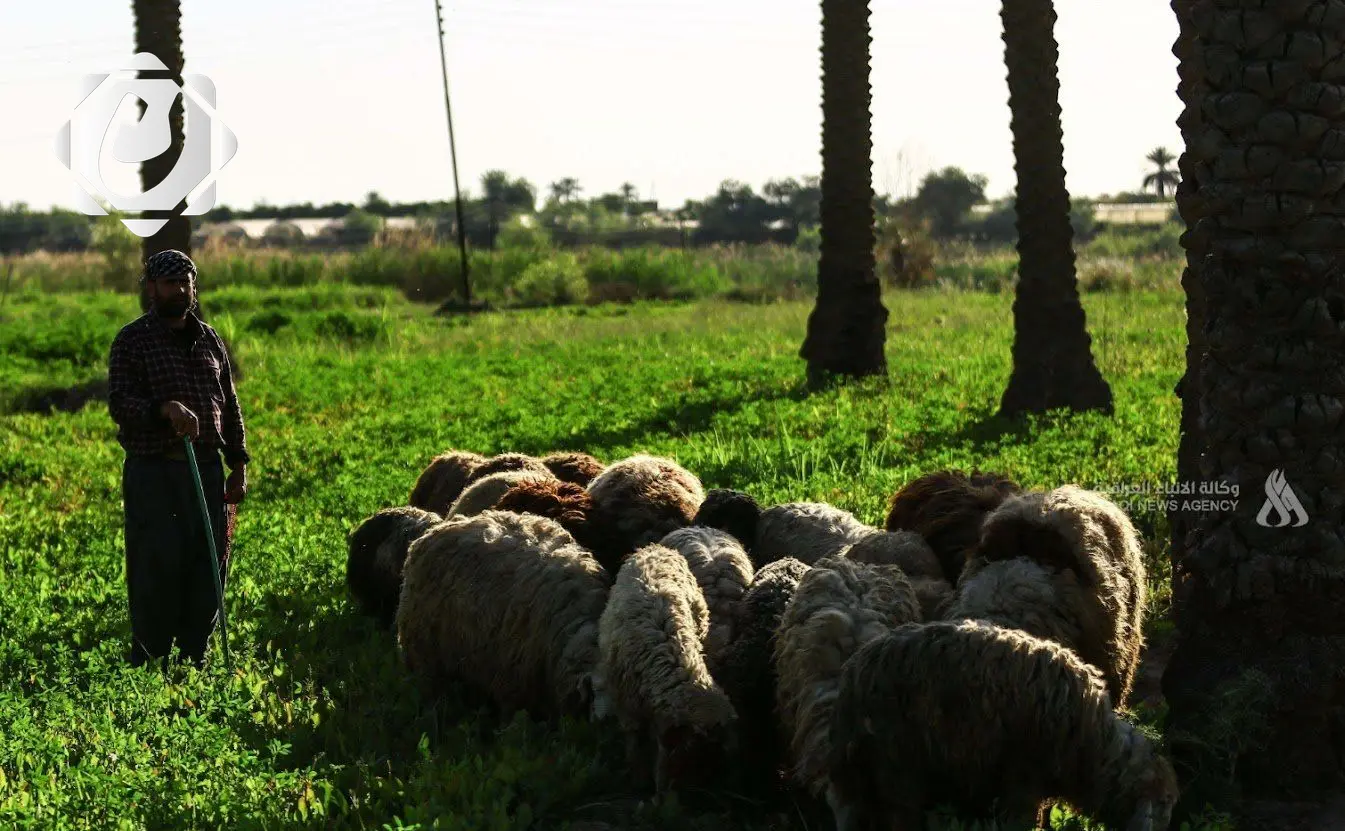 حملة شاملة لمكافحة الحمى النزفية في العراق