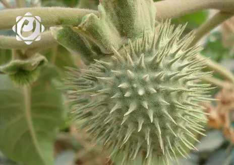 خطة شاملة لمواجهة انتشار نبات الداتورا المخدر في العراق