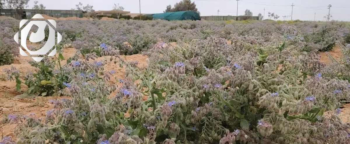 الأنبار تستعد لإطلاق خطوط إنتاج جديدة لنباتات طبية مهمة