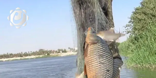 ميسان تعزز جهودها لمكافحة الصيد الجائر في الأهوار