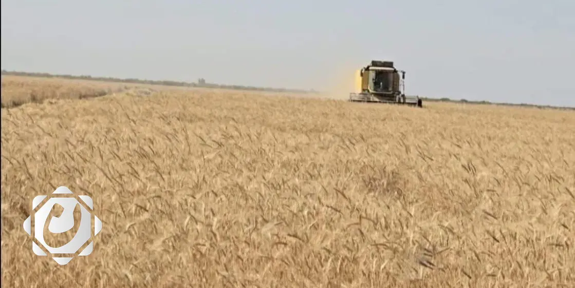 ميسان تحقق إنجازاً زراعياً بتسويق 320 ألف طن من الحنطة والشعير