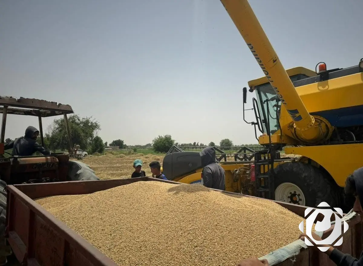 بدء تسلُّم محصول الحنطة في بغداد بعد مصادقة المحافظ