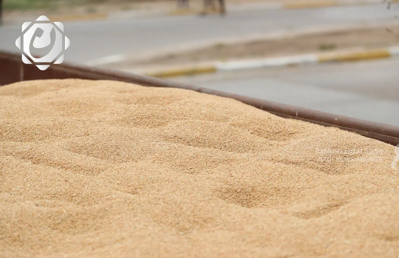 انسيابية عالية في استلام محصول الحنطة بسايلوات وزارة التجارة