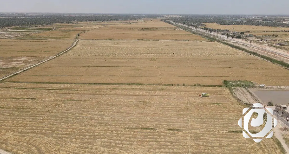 النجف الأشرف تطلق خطة لزراعة 1000 دونم من الرز العنبر باستخدام الشتل الآلي