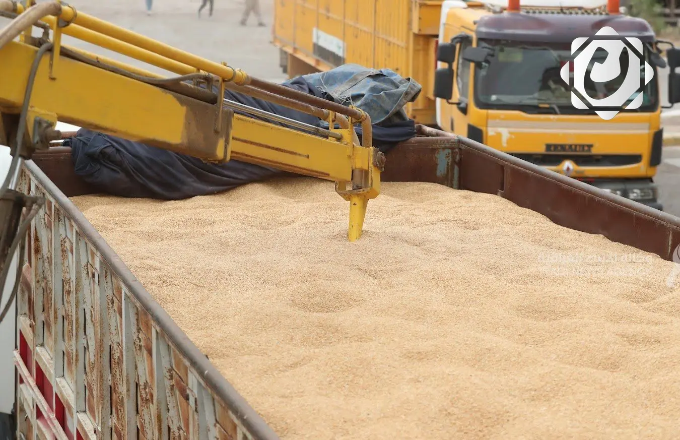 استمرار جهود وزارة النقل في نقل محصول الحنطة عبر الشاحنات والقطارات