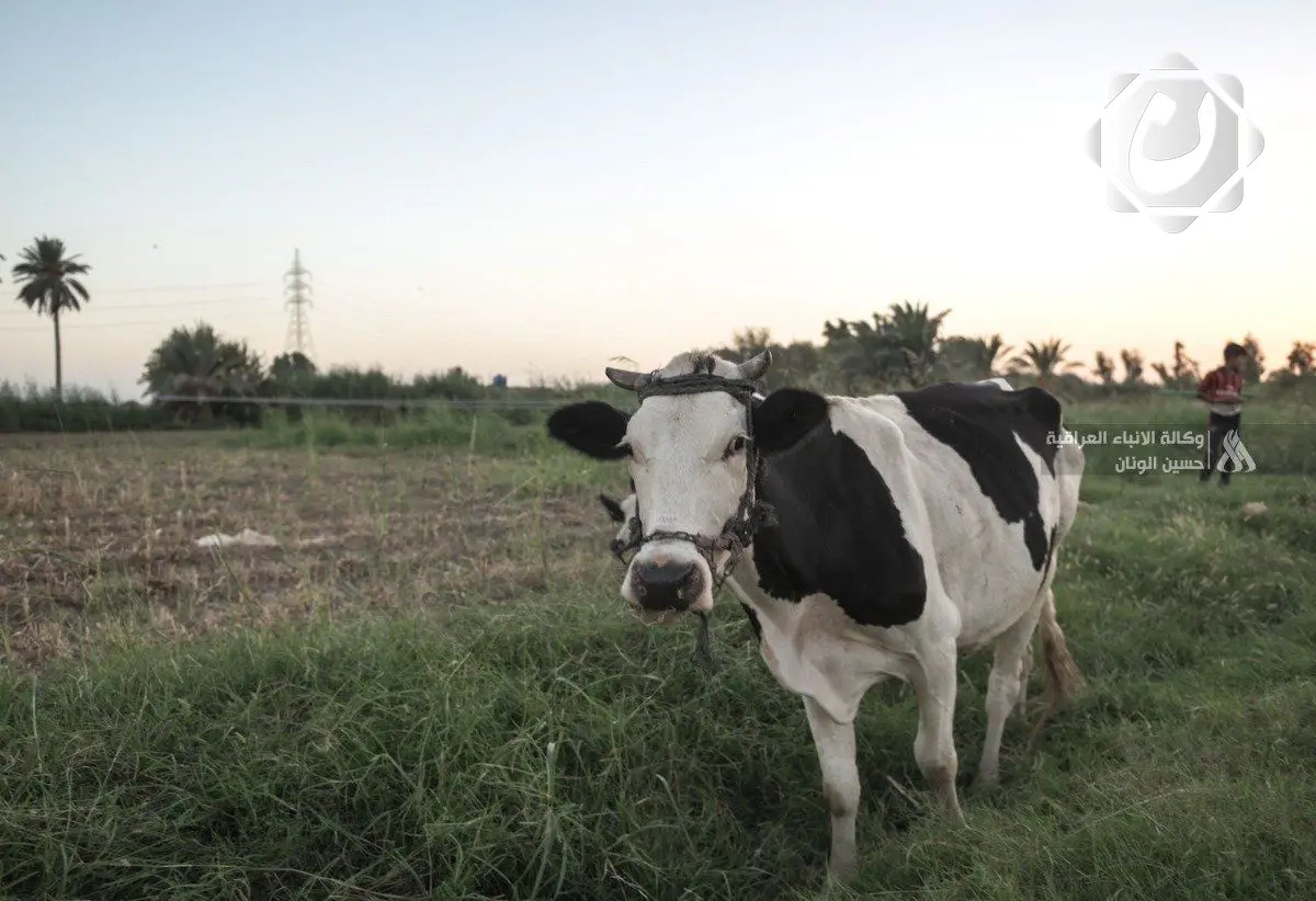 حملة مجانية لمكافحة القراد في العراق للحد من الحمى النزفية