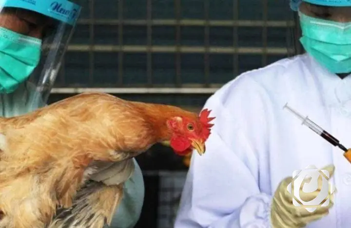 بكين والاتحاد الأوروبي يعلقان استيراد الدجاج البرازيلي بسبب إنفلونزا الطيور