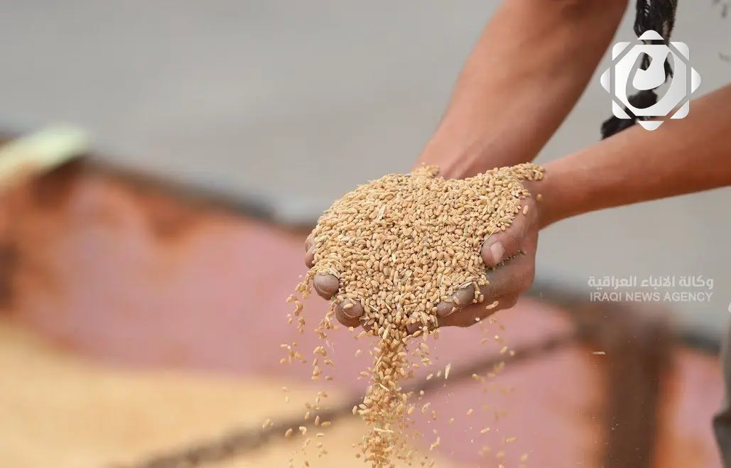 تجارة الحبوب: تسويق 1.3 مليون طن من الحنطة حتى الآن