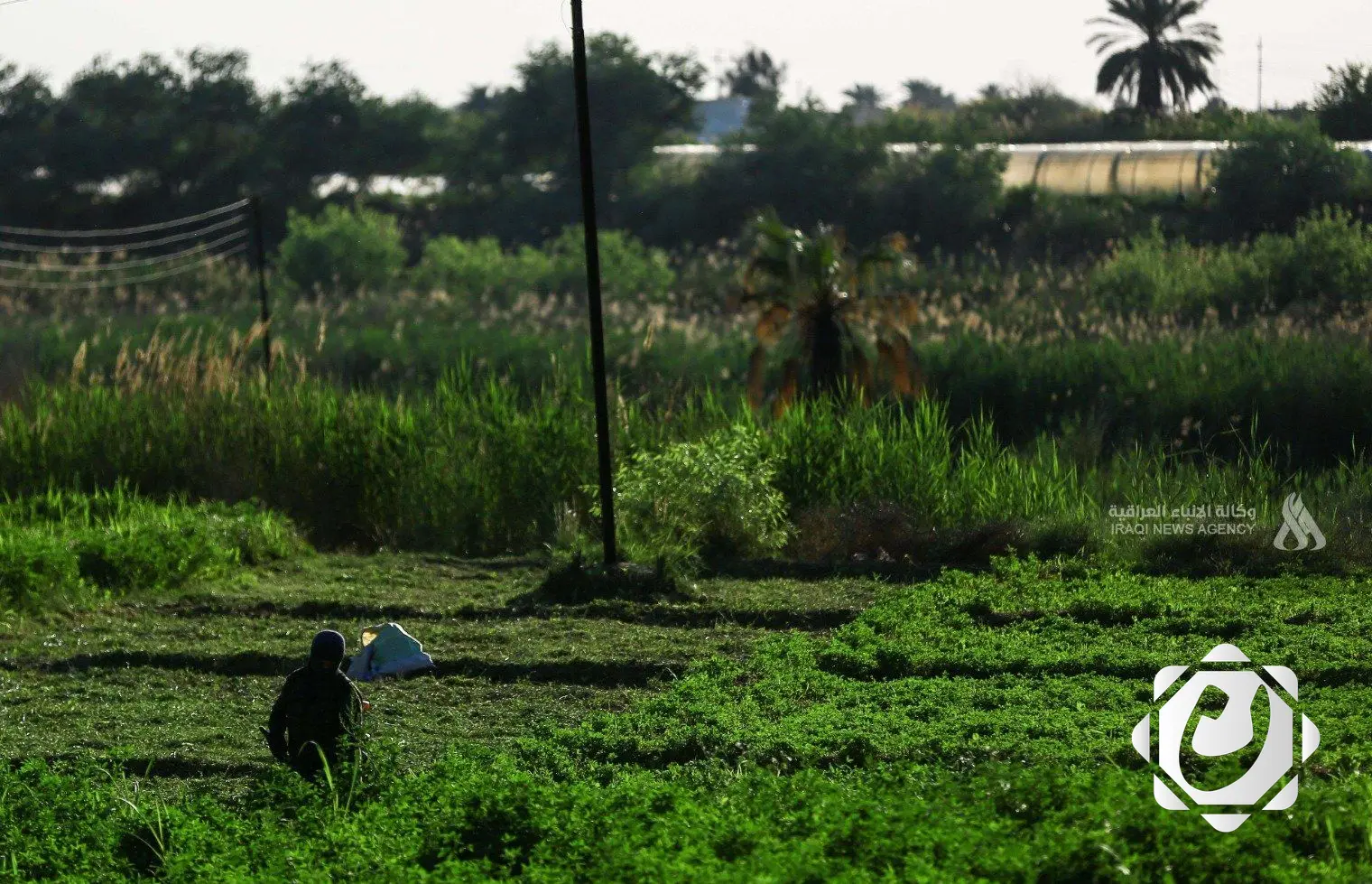 نجاح مشروع تثبيت الكثبان الرملية في ذي قار وصلاح الدين: خطوات فعالة لمكافحة التصحر
